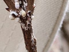 Eriococcus lagerstroemiae