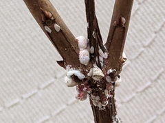 Eriococcus lagerstroemiae