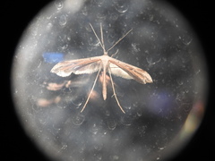 Pterophoridae