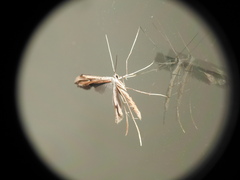 Pterophoridae