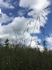 Tridens flavus flavus