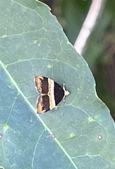 Choreutis basalis