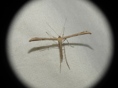 Emmelina monodactyla