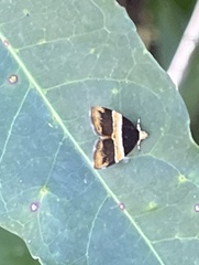 Choreutis basalis