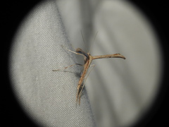 Emmelina monodactyla