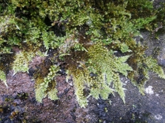 Homalothecium sericeum