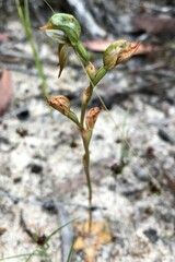 Pterostylis pusilla