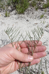 Serruria rubricaulis