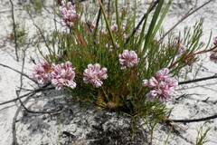 Serruria rubricaulis