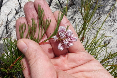 Serruria rubricaulis