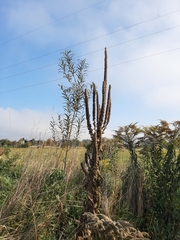 Verbascum nigrum
