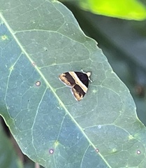 Choreutis basalis