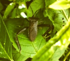 Acanthocephala alata