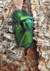 Oreina intricata