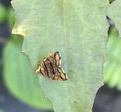 Choreutis amethystodes