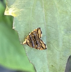 Choreutis amethystodes