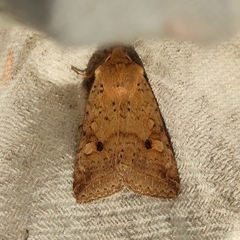 Agrochola blidaensis