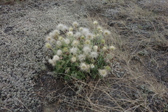 Pulsatilla turczaninovii