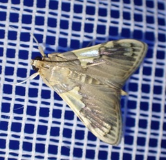 Rehimena