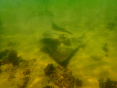 Myliobatis tenuicaudatus