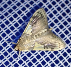 Rehimena