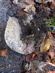 Lactarius controversus