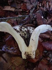 Lactarius controversus
