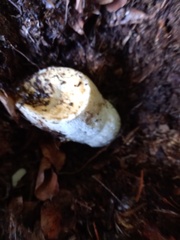 Lactarius controversus