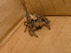 Hyllus