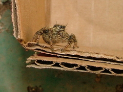 Hyllus