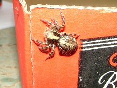 Hyllus