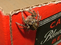 Hyllus