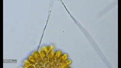 Bacteria