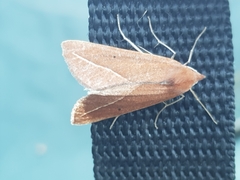 Compsoptera opacaria