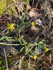 Senecio viscosus