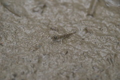 Periophthalmus modestus