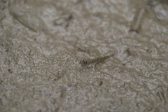 Periophthalmus modestus