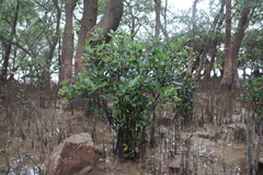 Aegiceras corniculatum