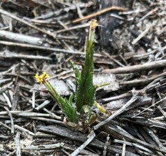 Podotheca angustifolia