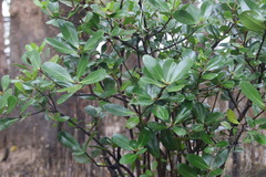 Aegiceras corniculatum