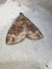 Catarhoe basochesiata