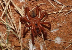 Idiopidae