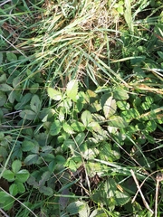 Fragaria viridis