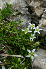 Moehringia ciliata