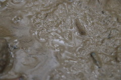 Periophthalmus modestus