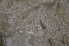 Periophthalmus modestus