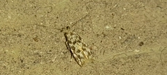 Bactra