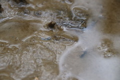 Periophthalmus modestus