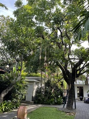 Kigelia