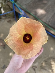 Hibiscus tiliaceus